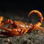 العقرب في المنام